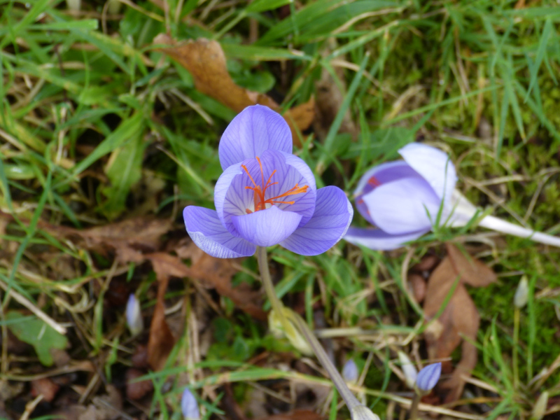 Autumn Crocus 1.JPG