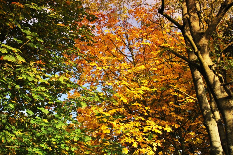 Autumn-leaves.jpg