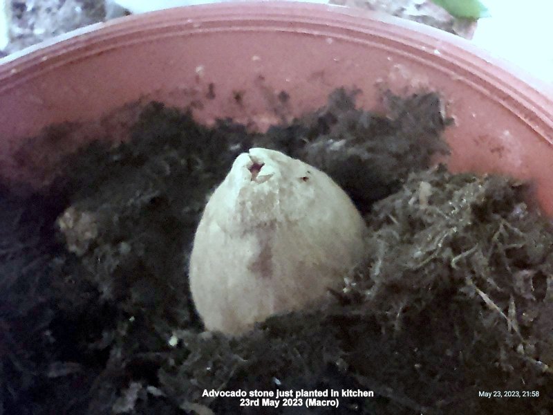 Avocado stone just planted in kitchen 23rd May 2023 (Macro).jpg