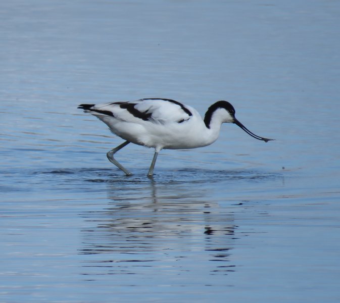 Avocet 1.JPG