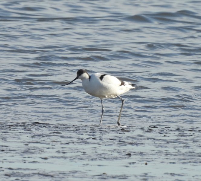 avocet 1.JPG