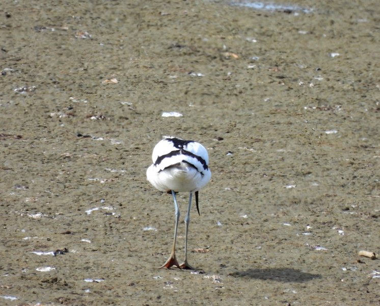 avocet 2.JPG