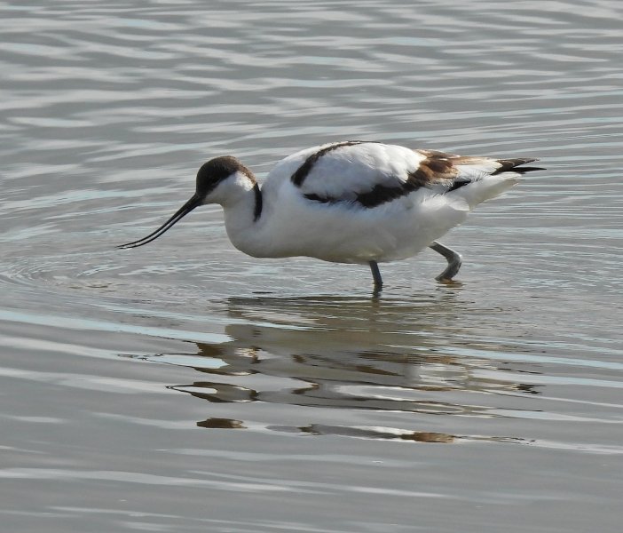 avocet 2.JPG