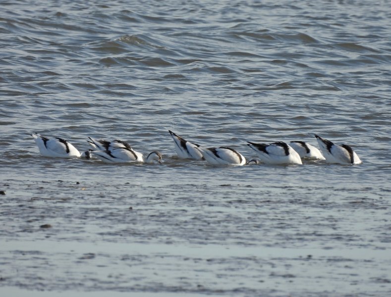 avocet 4.JPG