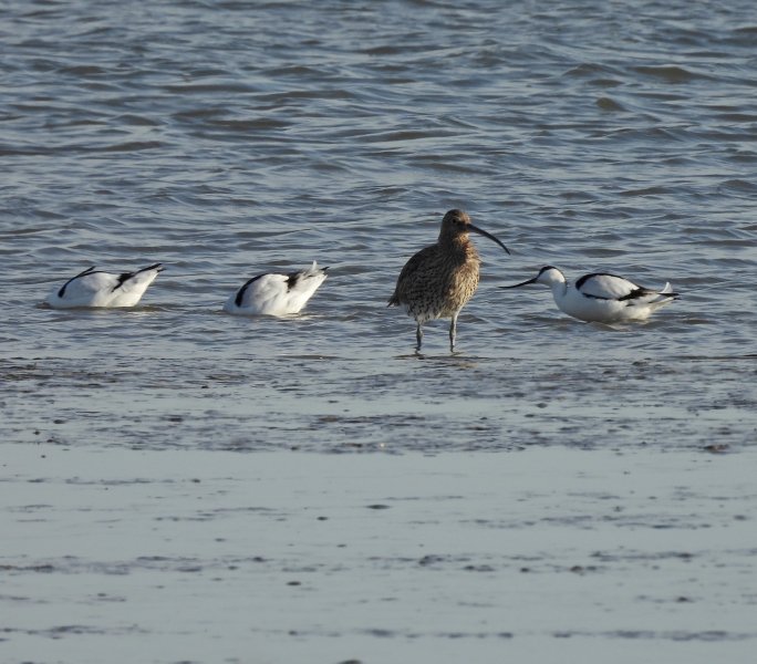 avocet 5.JPG