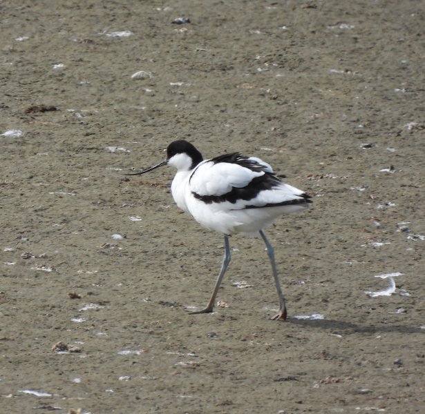 avocet.JPG