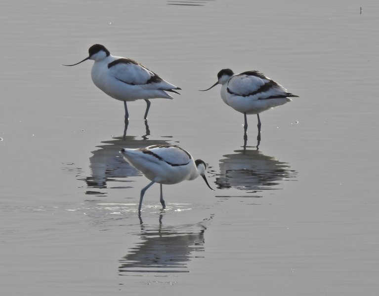 Avocets 1.JPG