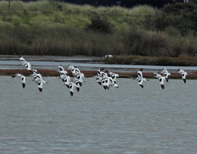 avocets.JPG