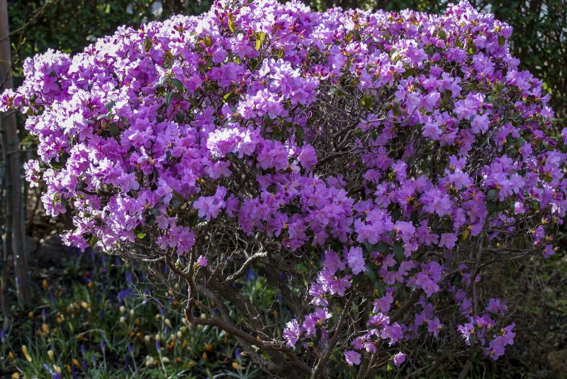 Azalea among Crocus 24-2-23.jpg