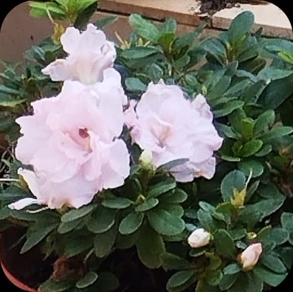 Azalea Light Pink 20 Oct 24.jpg