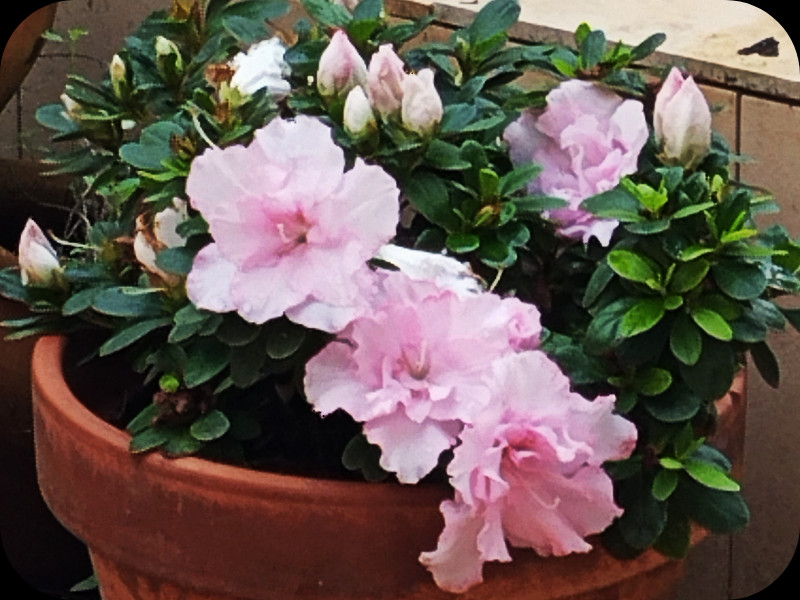 Azalea Pink 4 Nov 24.jpg