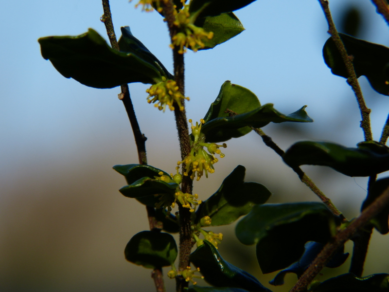 Azara microphylla 1.JPG