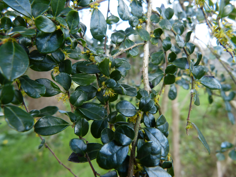 Azara microphylla.JPG