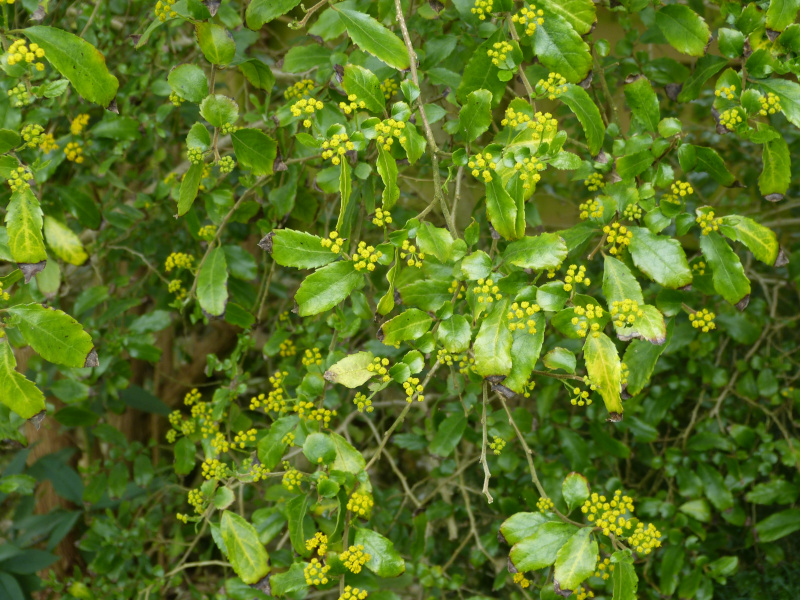 Azara serrata1.JPG