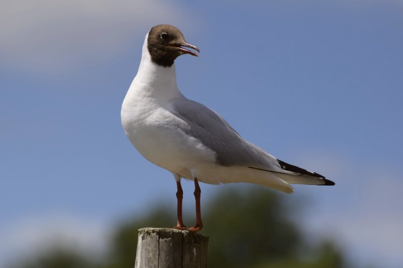 b h gull.jpg