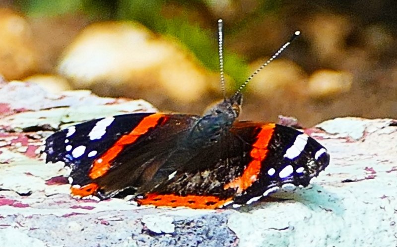 B red Admiral.jpg