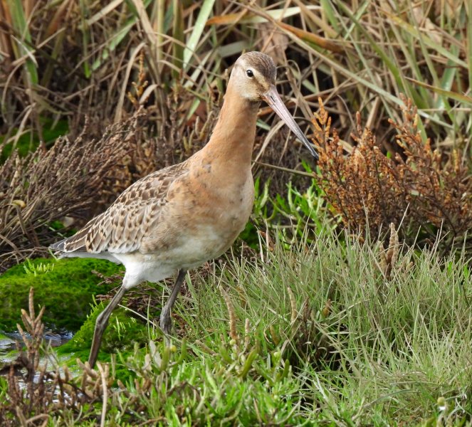 b t godwit.JPG