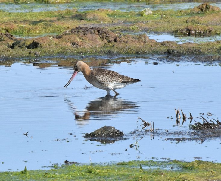 b t godwit.jpg