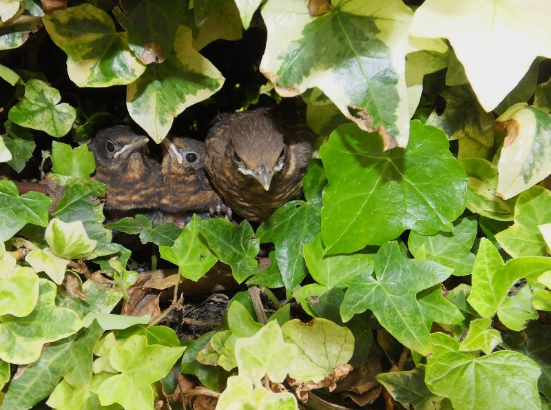 Baby blackbirds.JPG