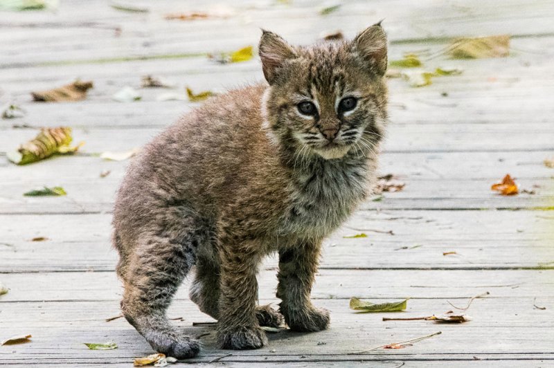 Baby BobcatGC.jpg