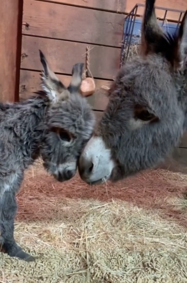 Baby Donkey.jpg