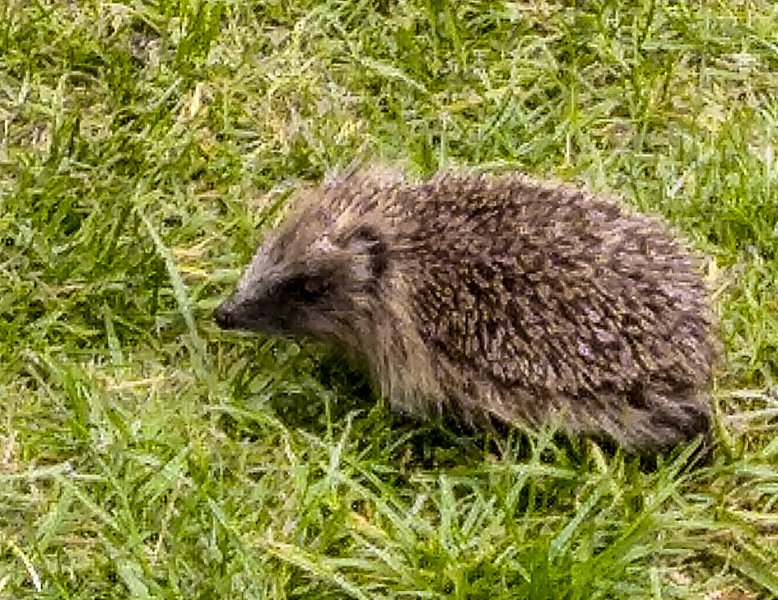 Baby hedgehog 28-7-22.jpg