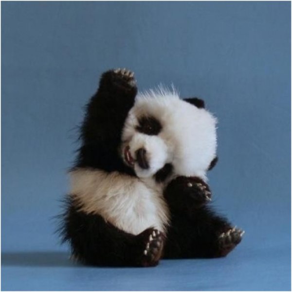 Baby Panda.jpg