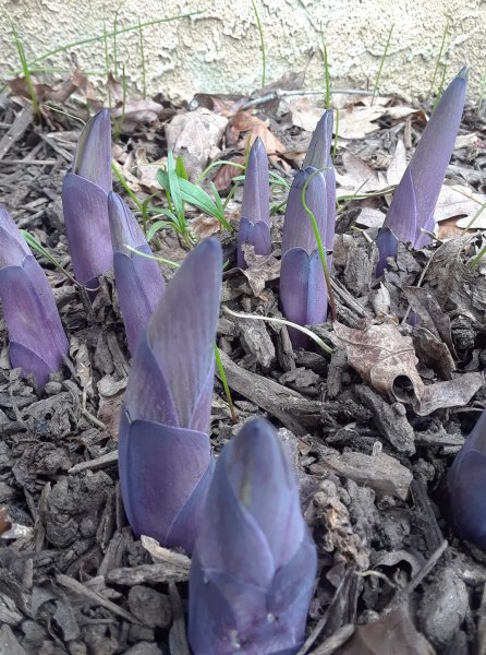 baby pueple hosta.jpg