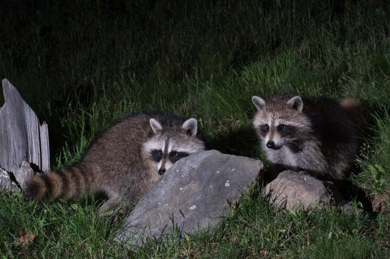 Baby Raccoons GC.jpg