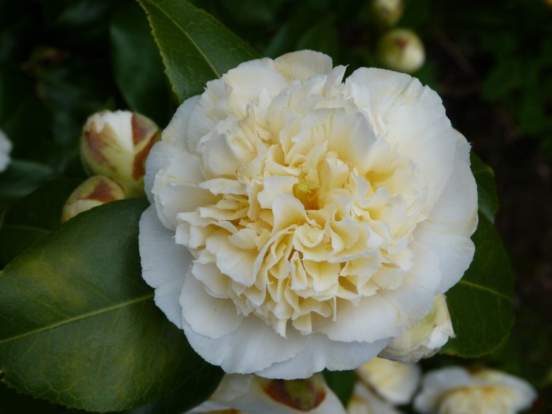 Badger,camellias and others  22 April 2013 011.JPG