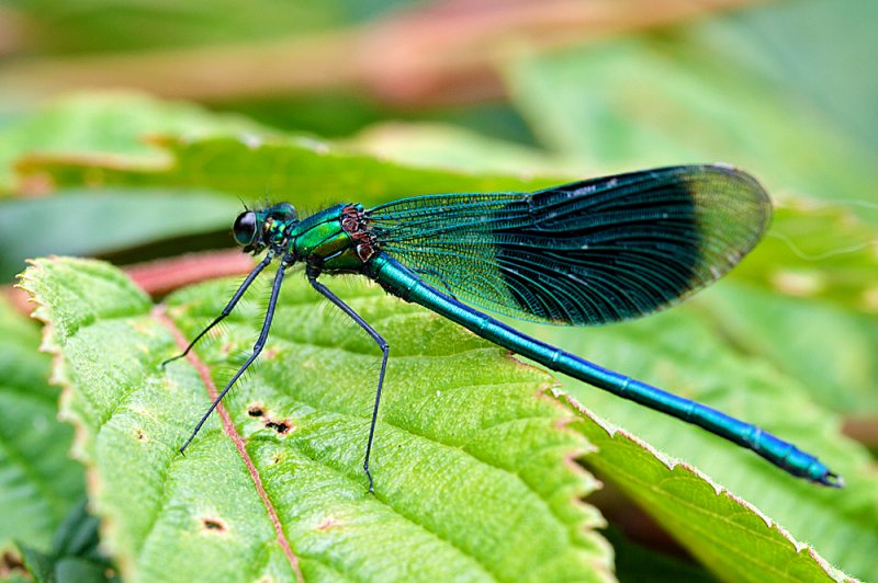 Banded-Demoiselle-garden-sharp.jpg