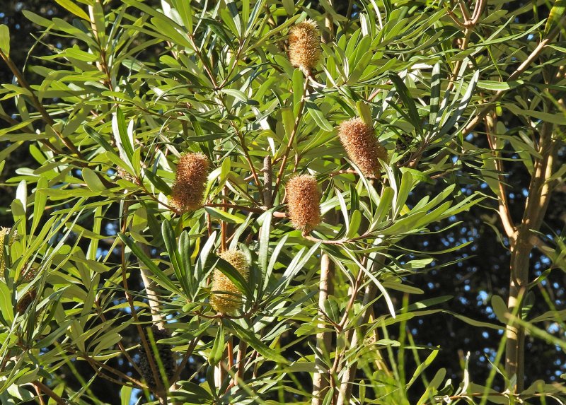 Banksia 1.JPG