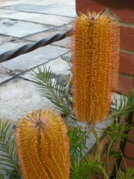 banksia.jpg