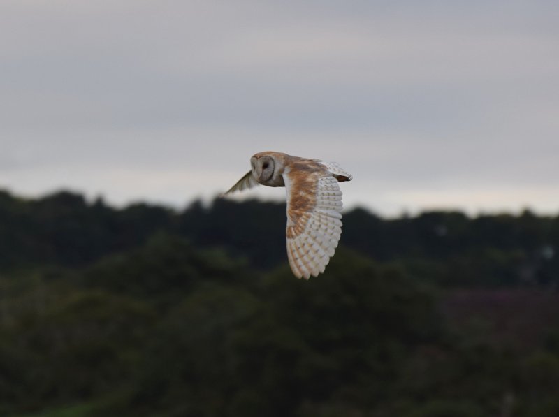 Barn Owl 1.jpg