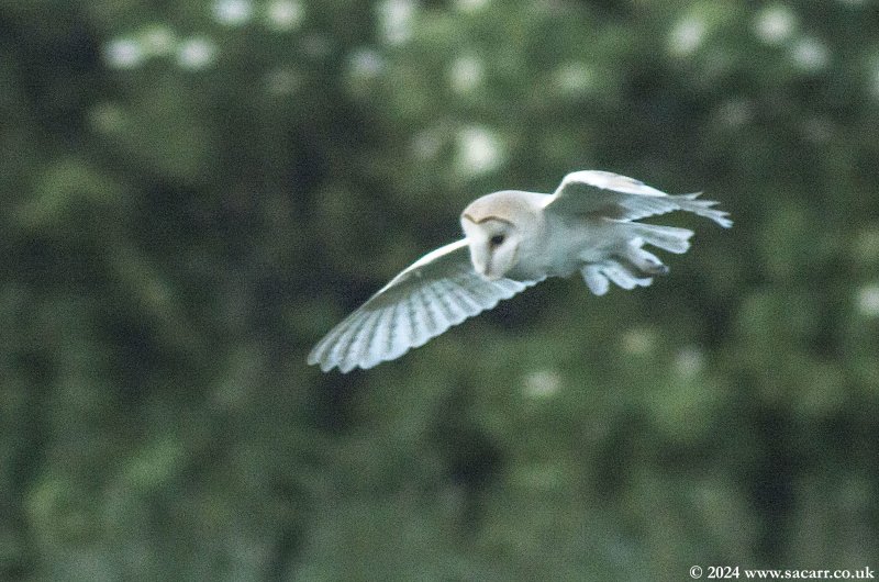 Barn owl.jpg