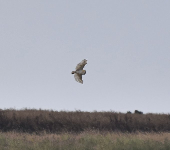 Barn Owl.jpg