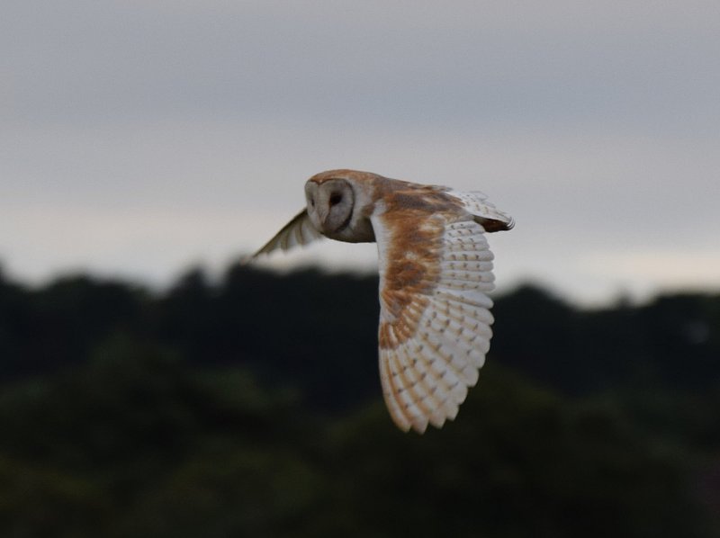 Barn Owl  - Middlebere.jpg