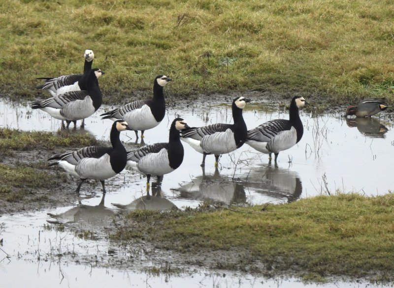 Barnacle Geese 1.JPG