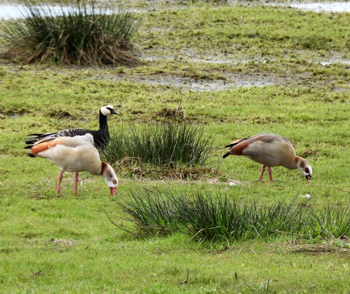 Barnacle Goose - Swineham (5).JPG