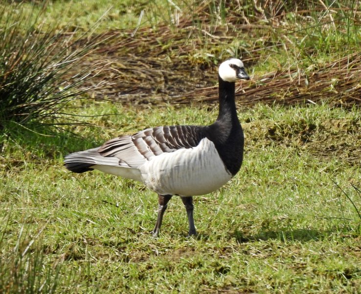 Barnacle Goose - Swineham.JPG