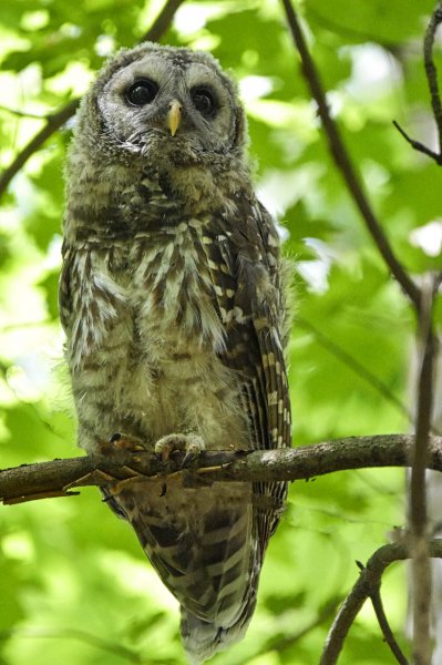 Barred Owl GC.jpg