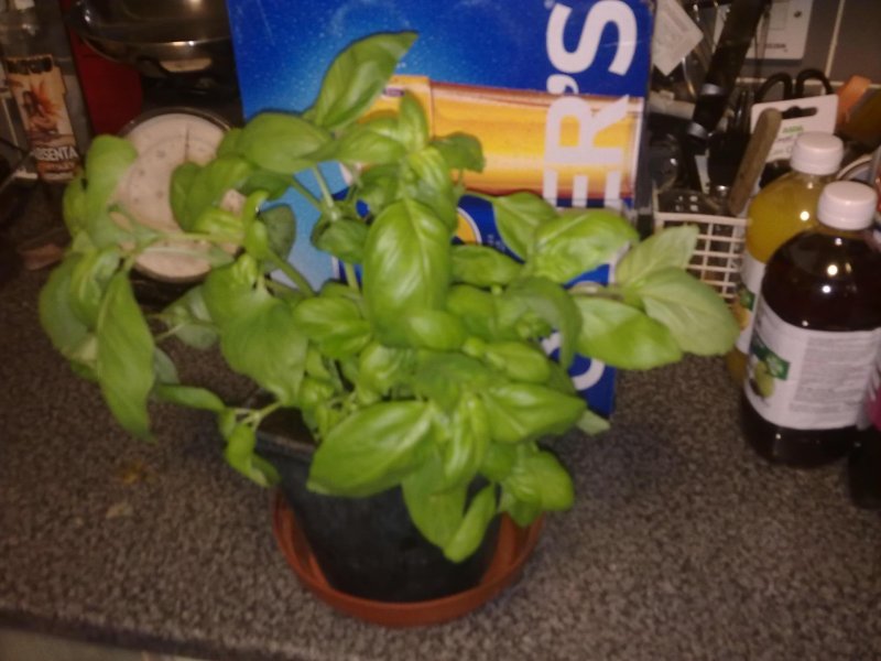 Basil2.jpg