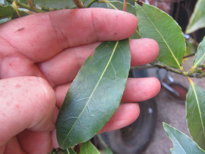 bay leaves.jpg