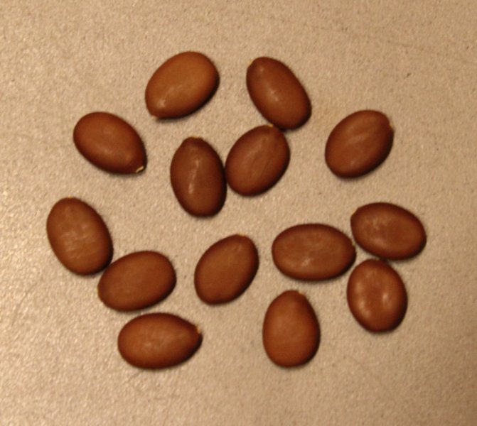 beans.JPG