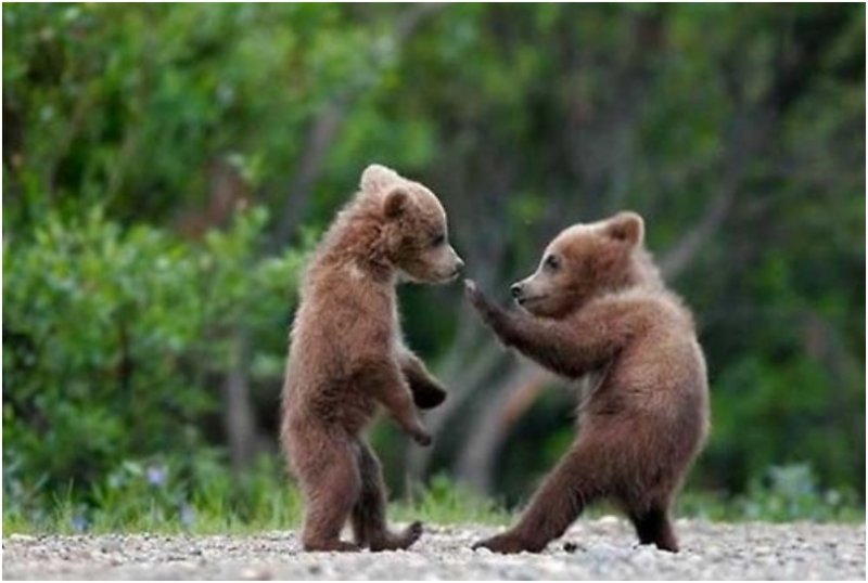 Bear Fight.jpg