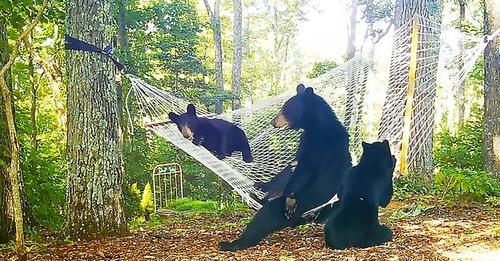 Bears in Hammock.jpeg