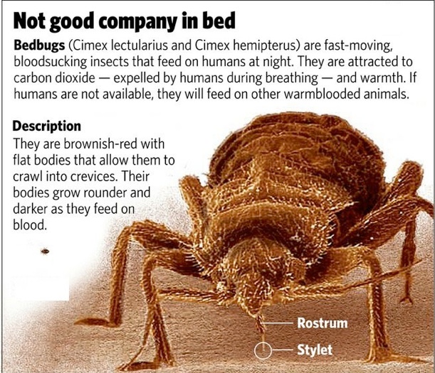 bedbug-graphic-new.jpg