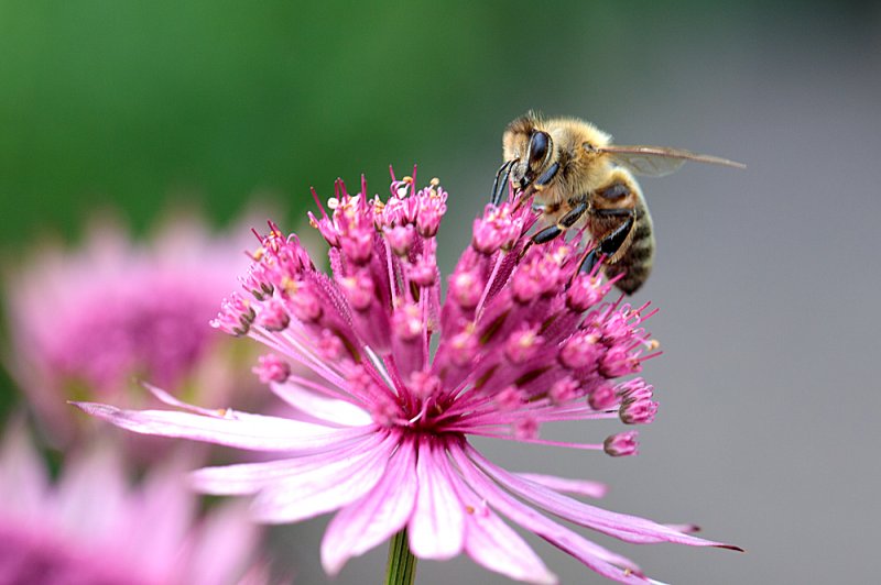 Bee-on-Astrantia-4.jpg