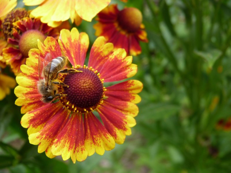 Bee on helenium 23 August 2012 003.JPG