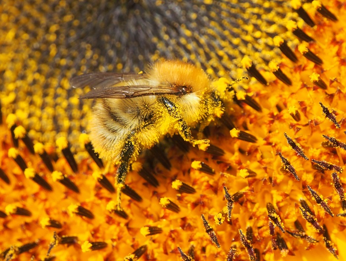 bee on sunflower3.jpg